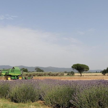 Agriturismo Susanna E Atria Bibbona Eksteriør billede