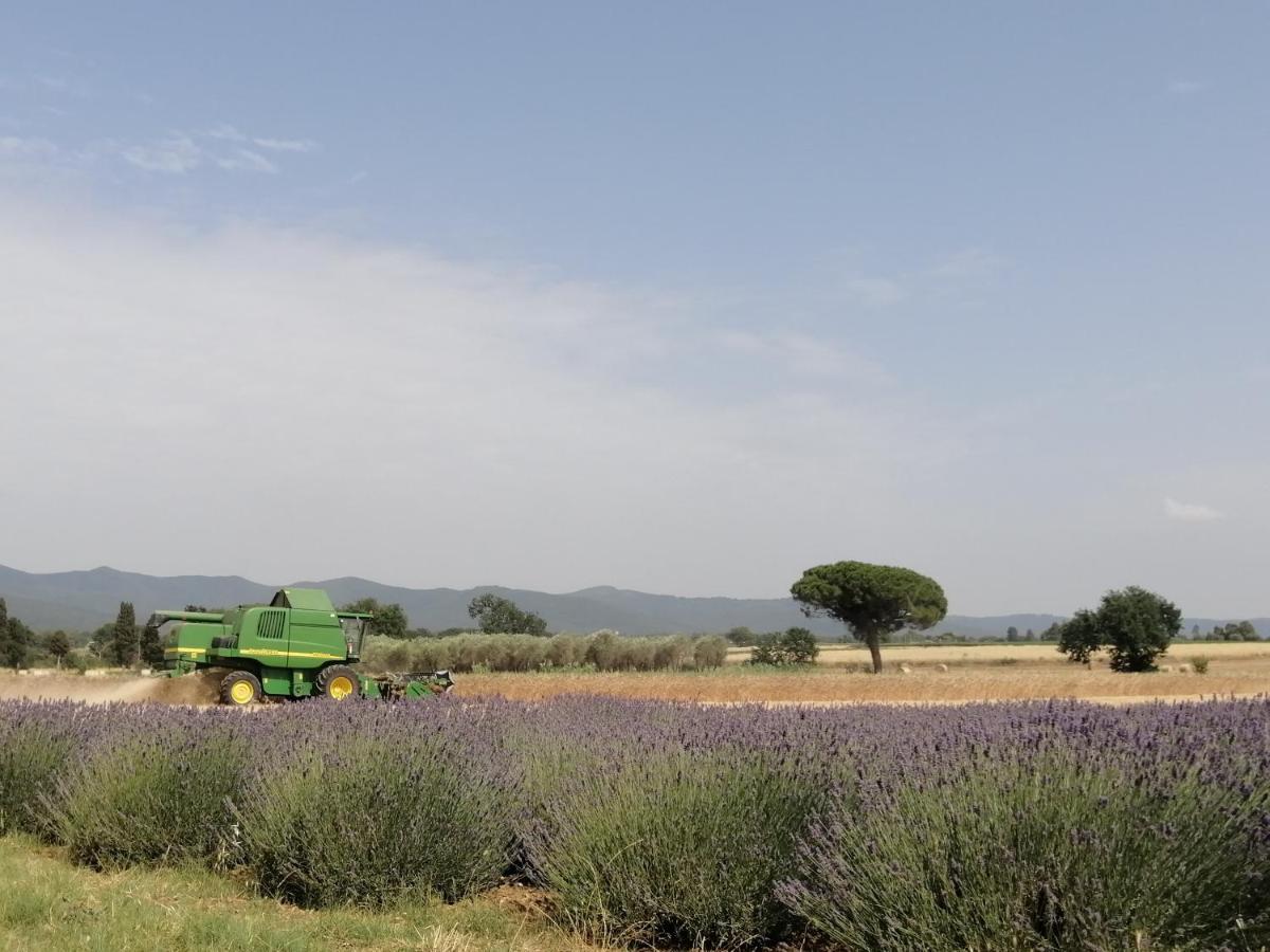 Agriturismo Susanna E Atria Bibbona Eksteriør billede
