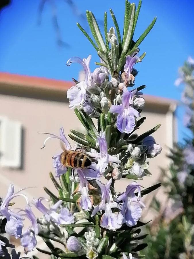 Agriturismo Susanna E Atria Bibbona Eksteriør billede
