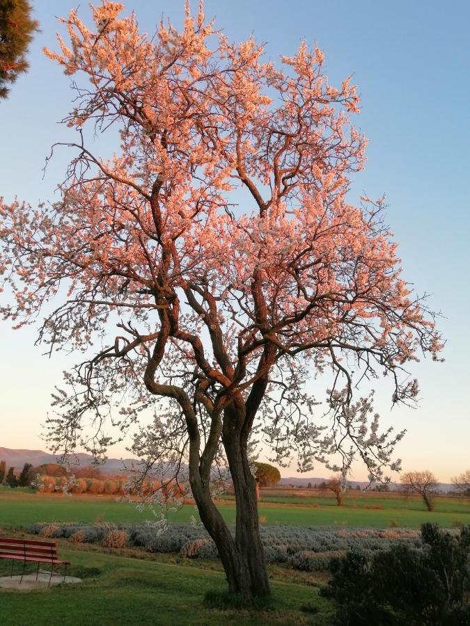 Agriturismo Susanna E Atria Bibbona Eksteriør billede